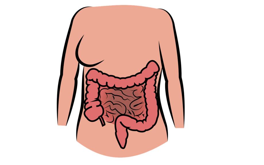 intestine-g42adc4207_1280 tumore colon retto