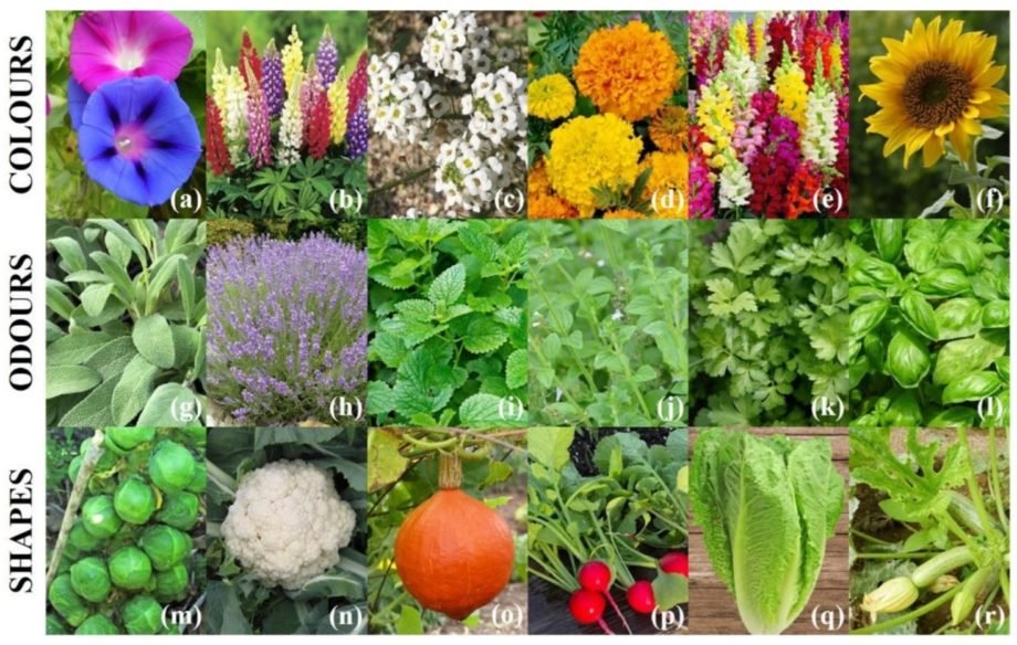 Immagine1 Specie vegetali oggetto della ricerca e coltivate dai pazienti allo scopo di consentire di stimolare le loro esperienze sensoriali: ipomea (a), lupino (b), alisso (c), tagete (d), antirrino (e), girasole (f), salvia (g), lavanda (h), melissa (i), mentuccia (j), prezzemolo (k), basilico (l), cavolo di Bruxelles (m), cavolfiore (n), zucca (o), ravanello (p), lattuga (q), zucchino (r)