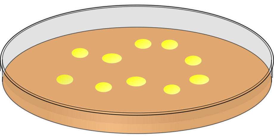 petri-dish-311960_1280 antimicrobicoresistenza