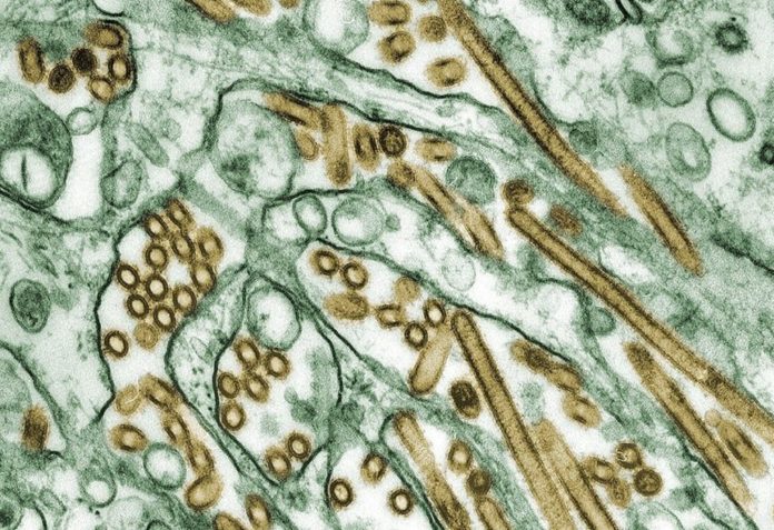 Influenza aviaria H5N1