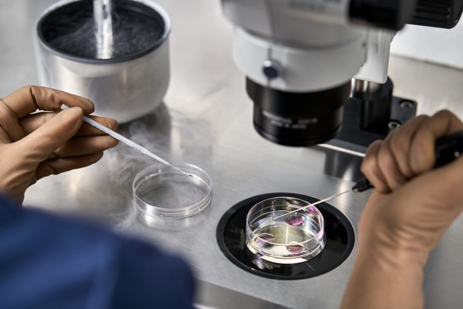 Process of in vitro fertilization in laboratory ovociti