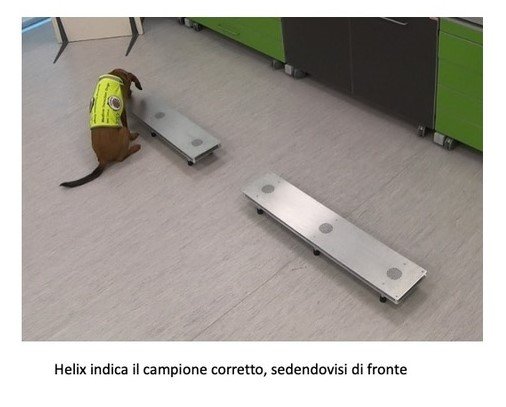 Diapositiva1 cani covid