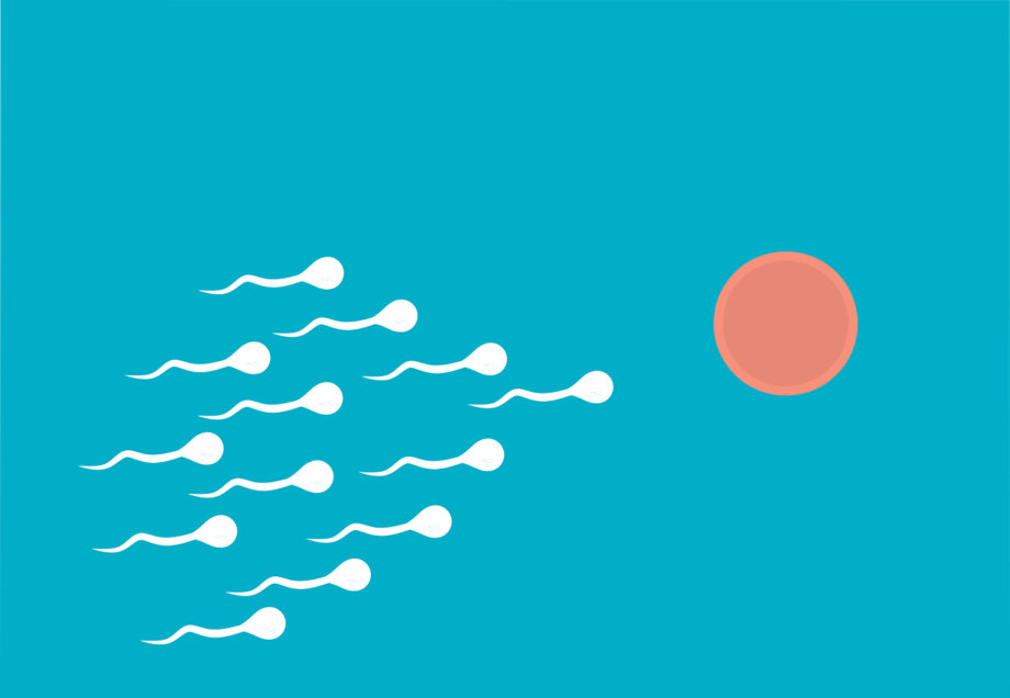 fertilization-6918867_1280 fertilità