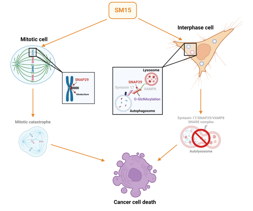 Pellegrini et al. Autophagy 2023 molecola blocca crescita cellule tumorali