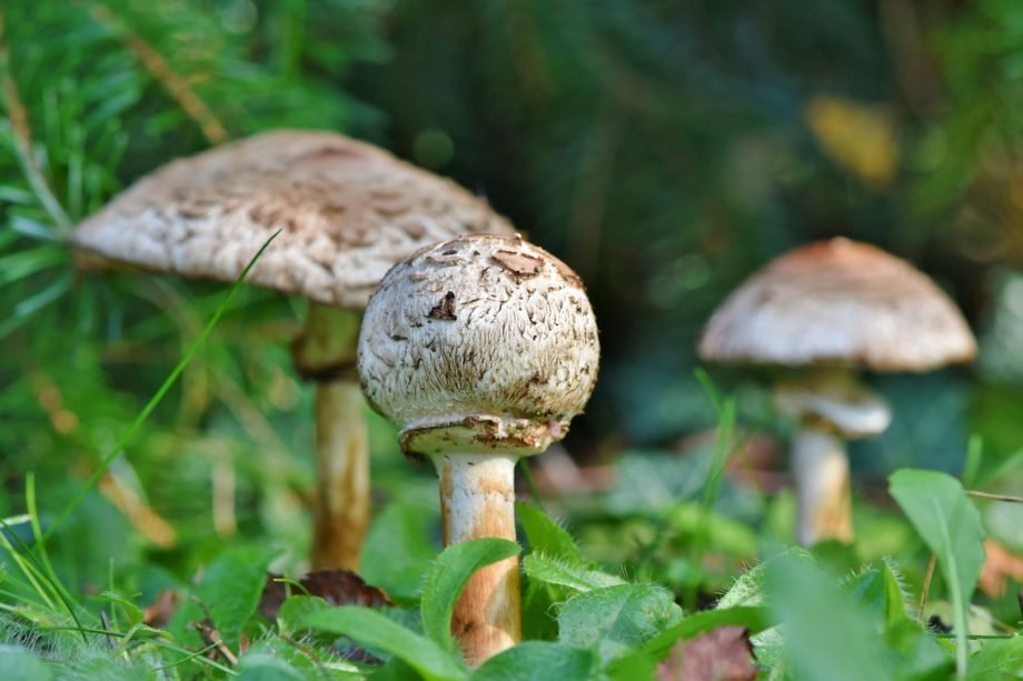 parasol-3681757_1280 funghi