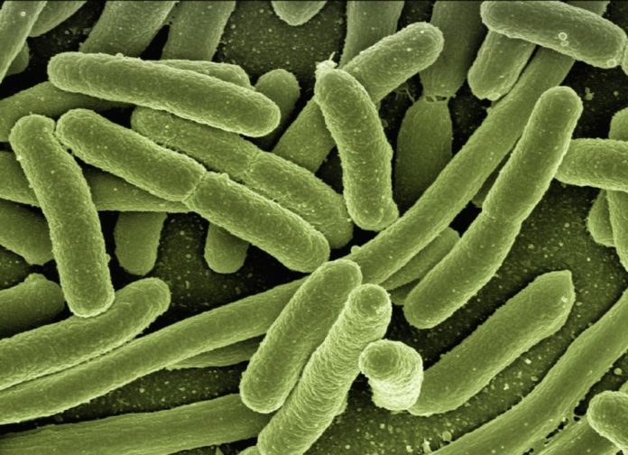 E. coli