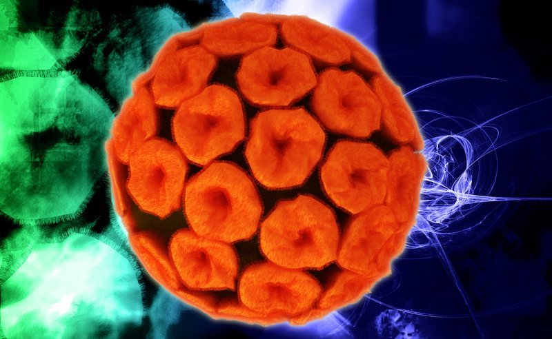 papilloma virus