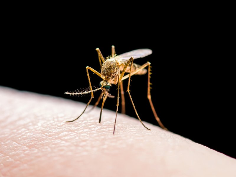 malaria zanzara